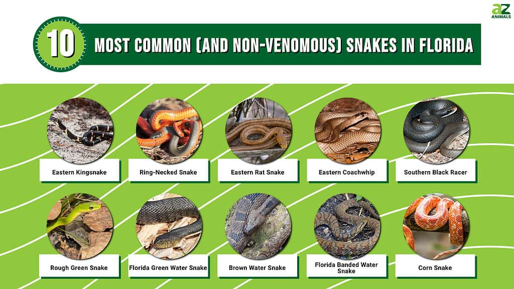 Infographic of the 10 Most Common (and Non-Venomous) Snakes in Florida