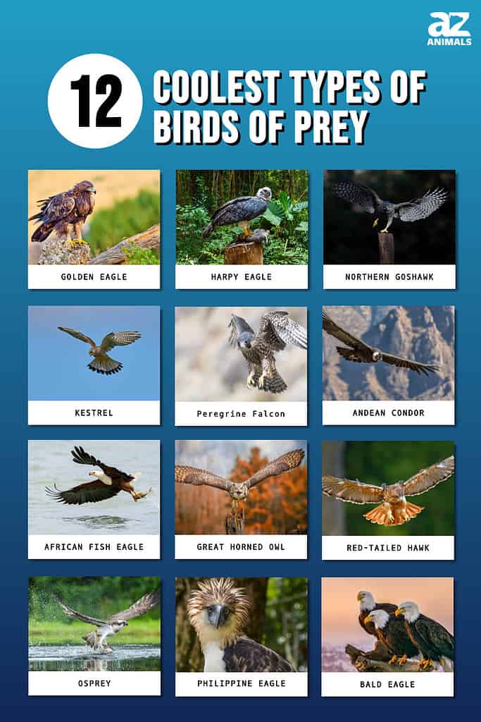 Infographic showing the twelve birds of prey highlighted in this article.