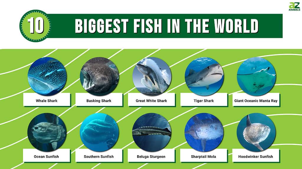 Infographic of the 10 Biggest Fish in the World