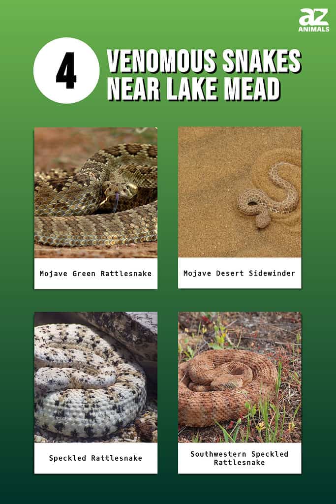 Infographic showing four types of venomous snakes near Lake Mead.
