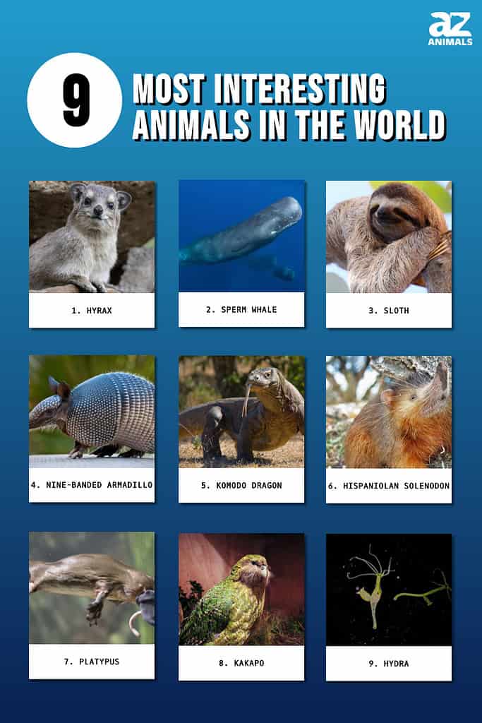 Infographic of the nine most interesting animals in the world.