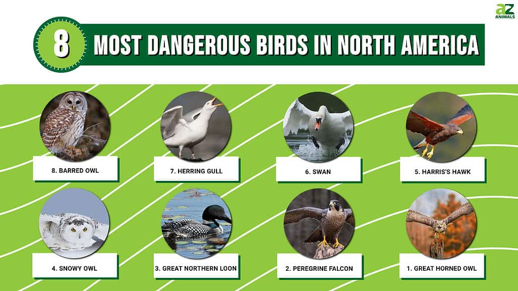 Infographic showing the eight most dangerous birds in North America.