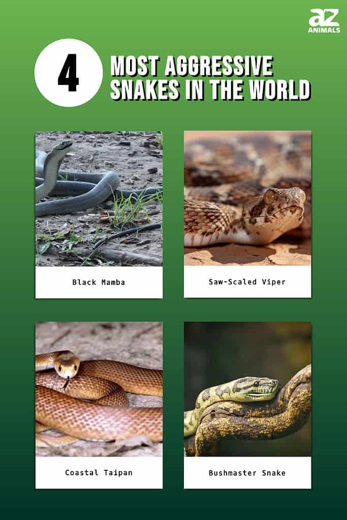 Infographic showing the four most aggressive snakes in the world.