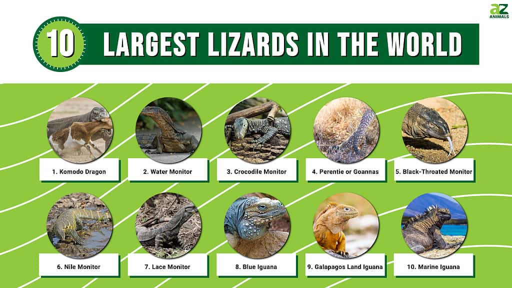 Infographic of Largest Lizards in the World
