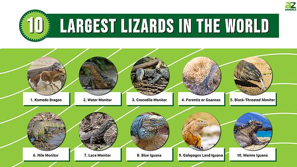 The 10 Largest Lizards in the World - A-Z Animals