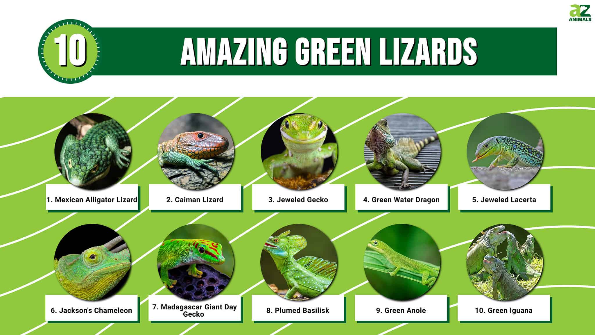 10 Types Of Amazing Green Lizards - A-Z Animals