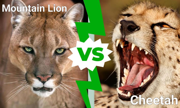 Mountain Lion vs Cheetah