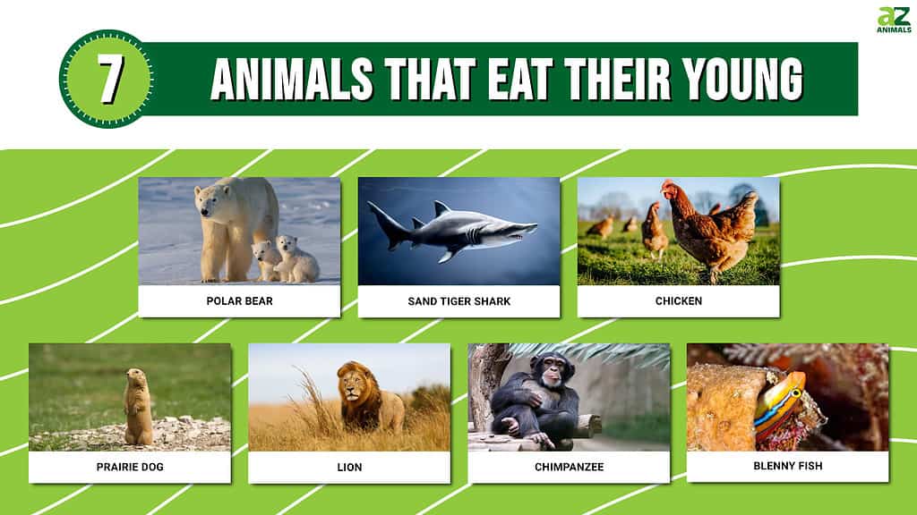 Infographic showing seven animals that eat their young.