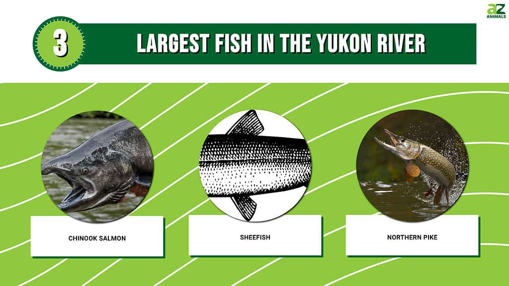 Largest fish in the Yukon River