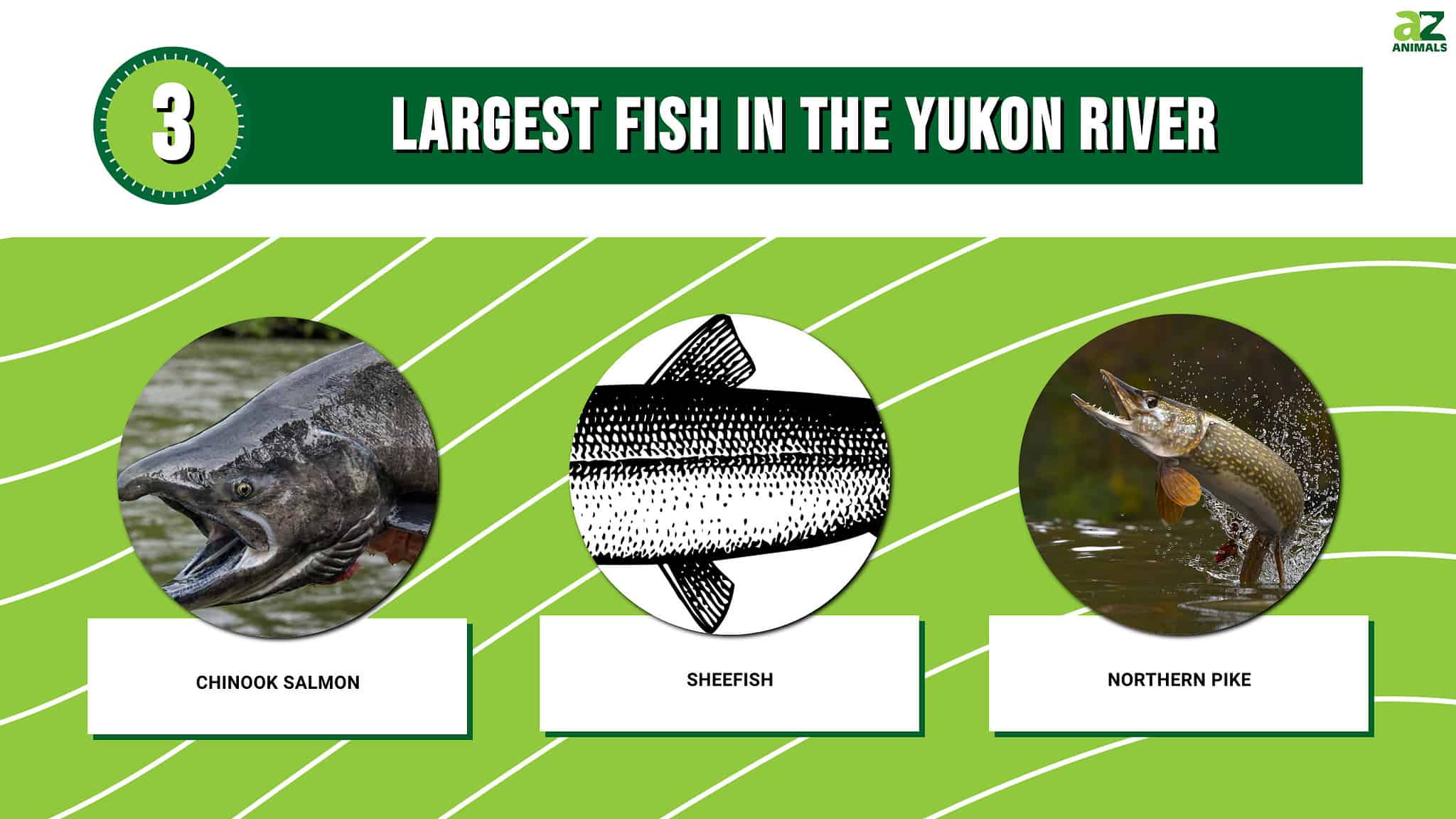 River Monsters! Discover the 3 Largest Fish in the Yukon River - A-Z ...