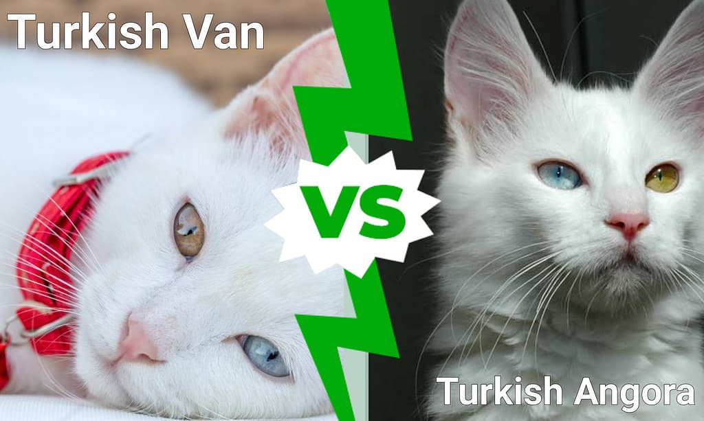 Turkish Van vs. Turkish Angora