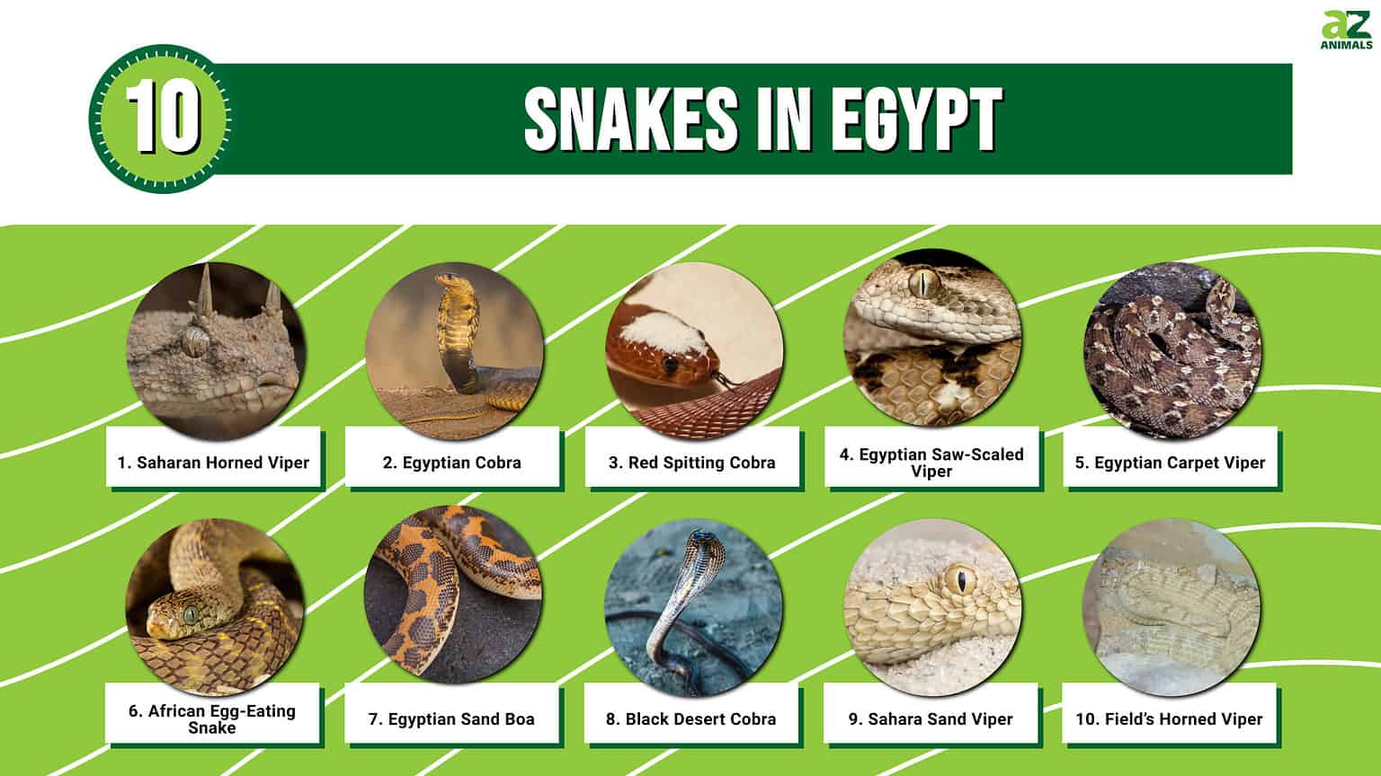 10 Snakes In Egypt AZ Animals