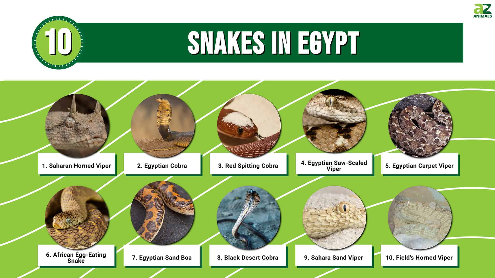 10 Snakes In Egypt AZ Animals