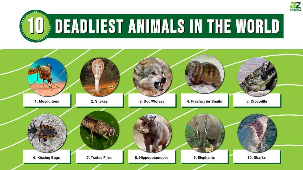 10 most dangerous animals