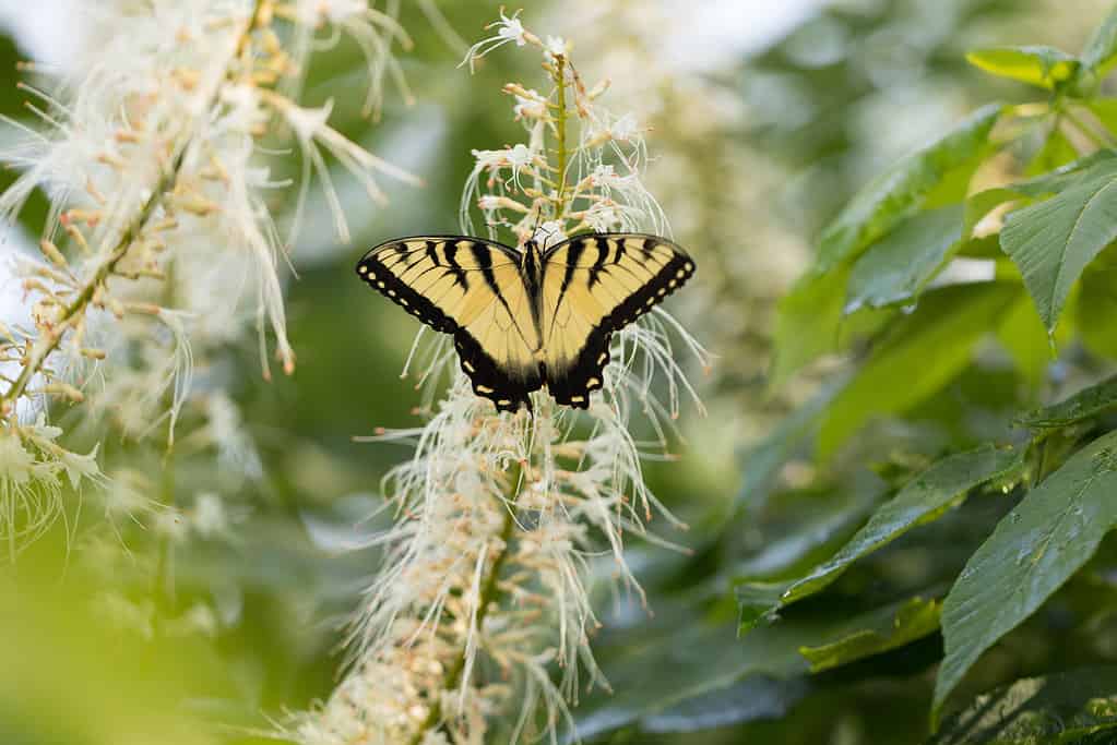 Female eastern tiger swallowtail butterfly