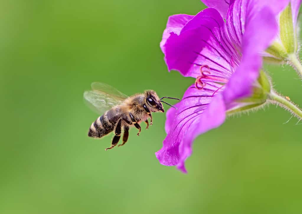 sweat bee bite pictures