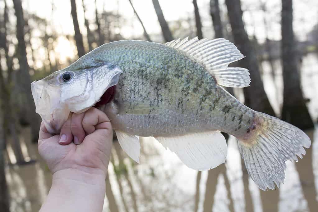 Large white crappie