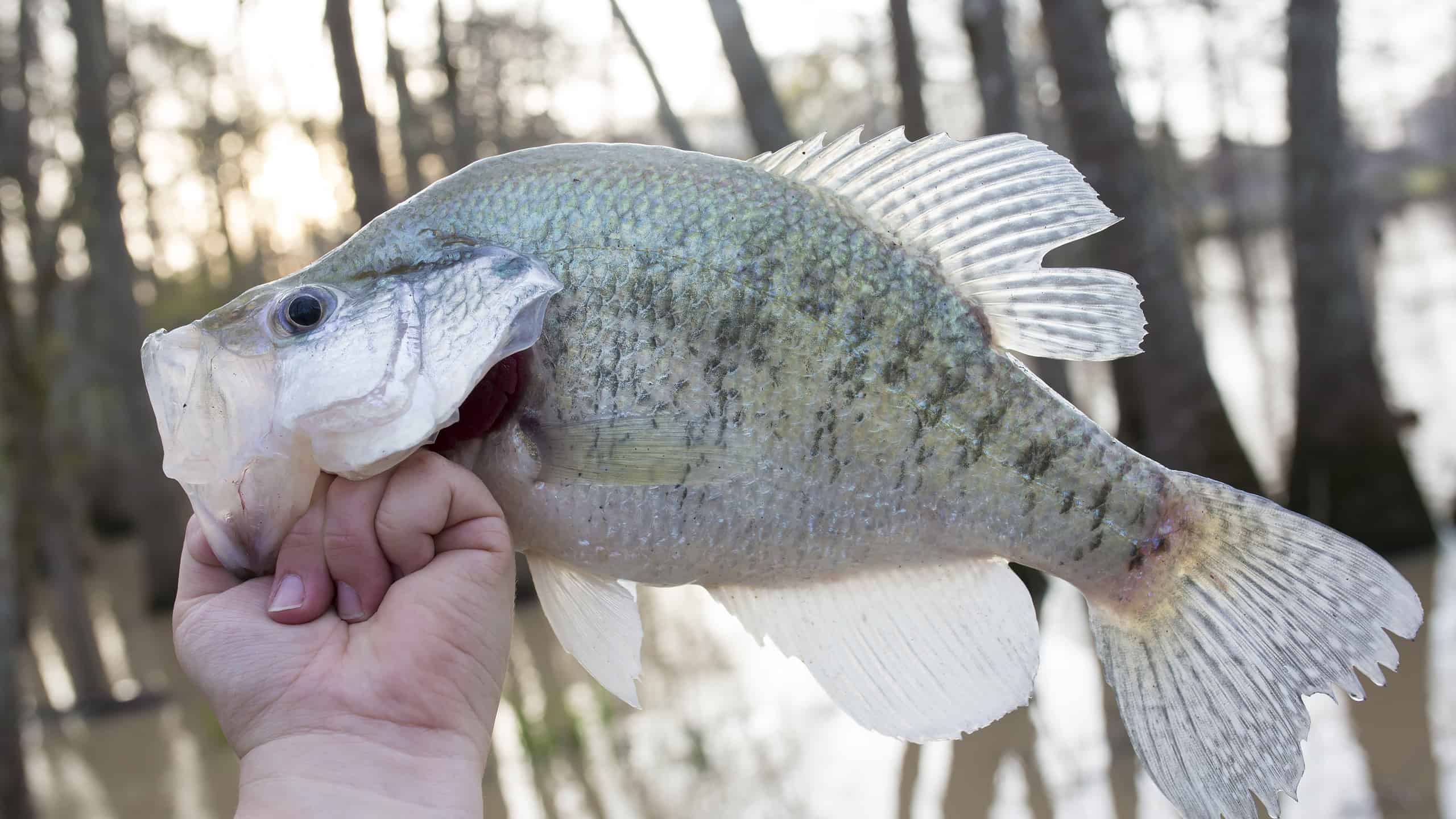 Large white crappie