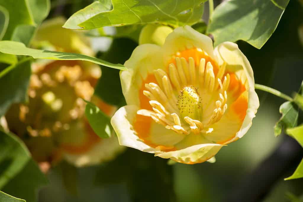 Tulip poplars in bloom