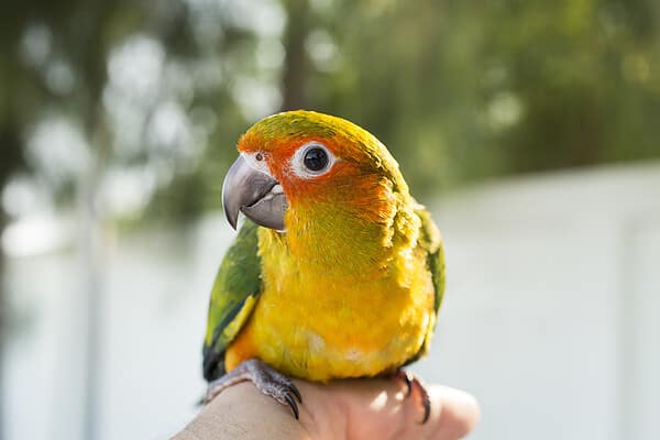 Close-up of a sun conure parrot perched on a hand.