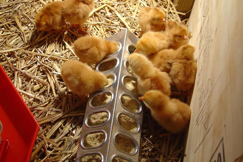 Chicken chick brooder starter feed