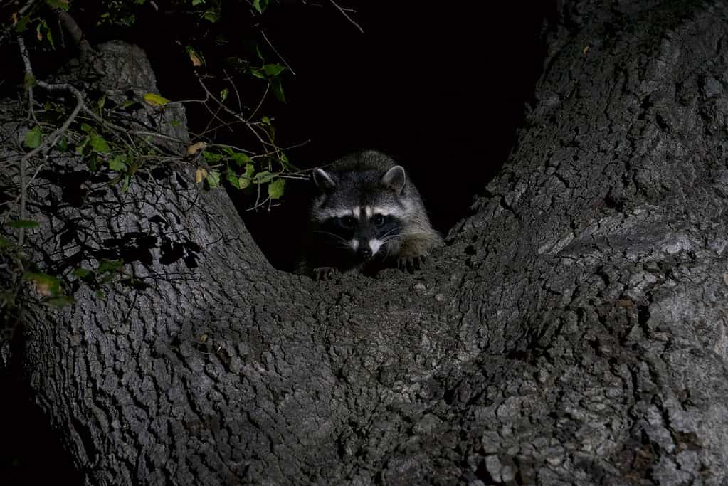 Raccoon at night
