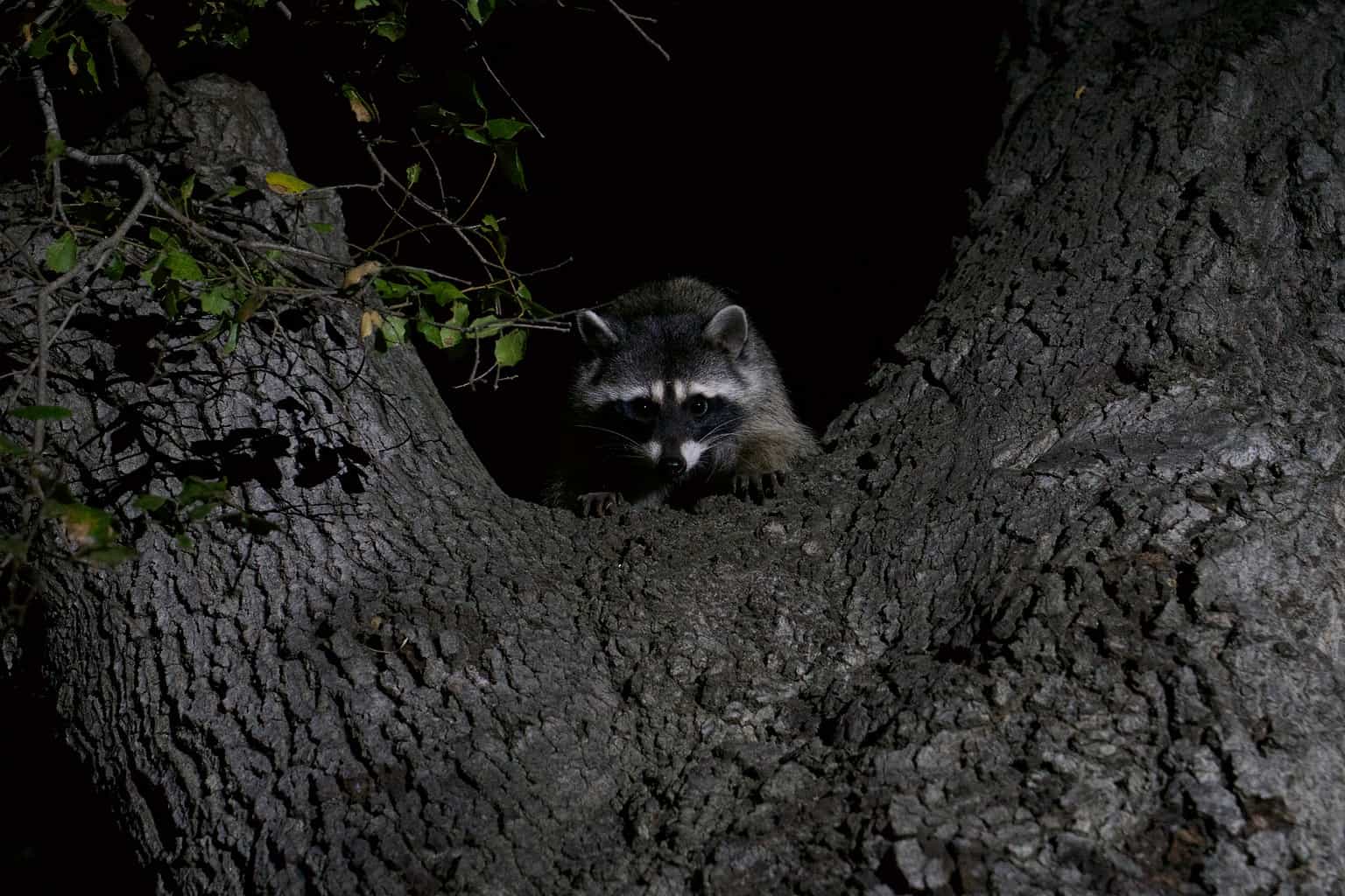 How Intelligent Are Raccoons? Experts Explain Their Surprising Smarts ...