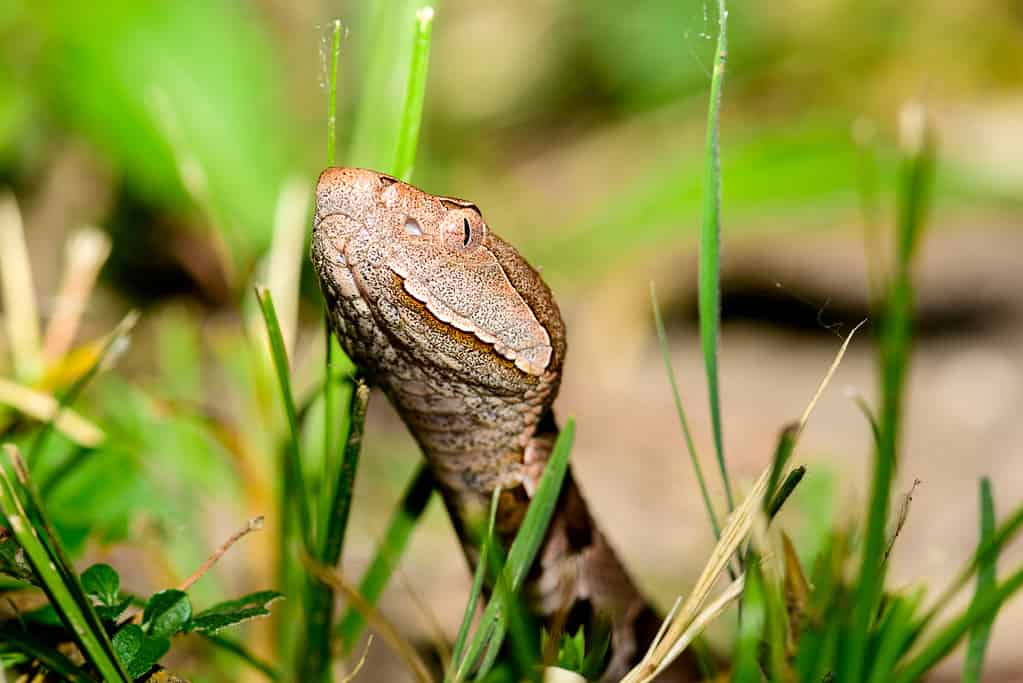 Eastern copperhead snake