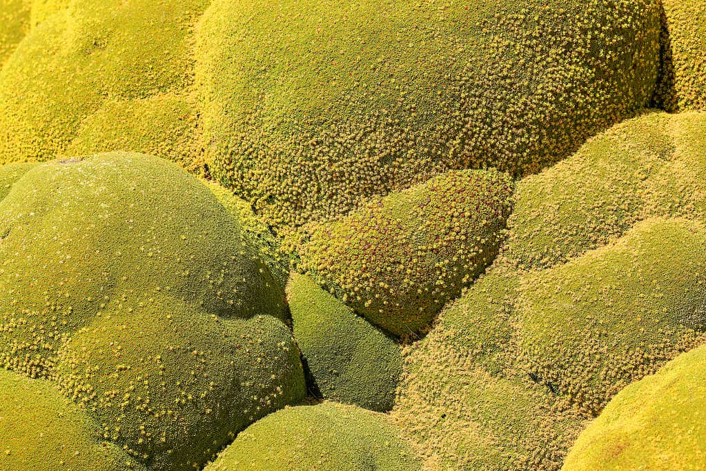 Closeup of Yareta plant