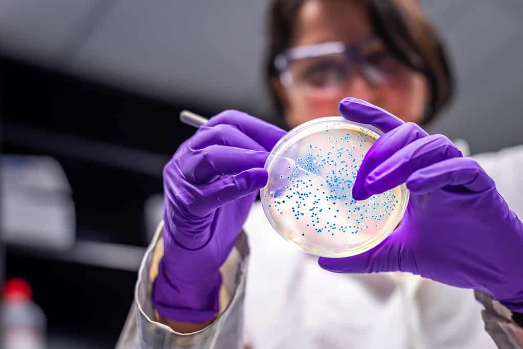 a scientist in a lab wears gloves and holds a petri dish full of bacteria. 