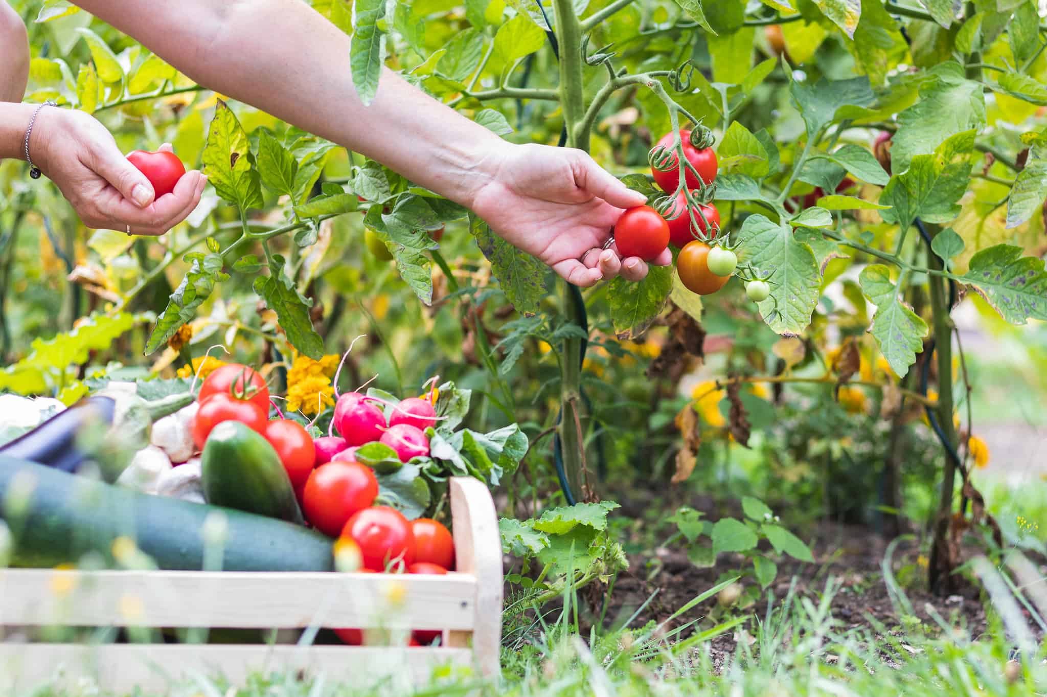 How Often Do You Water Tomato Plants? 7 Critical Care Tips for a Juicy