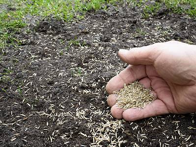 A Can You Plant Grass Seed in Winter? 5 Critical Things to Know