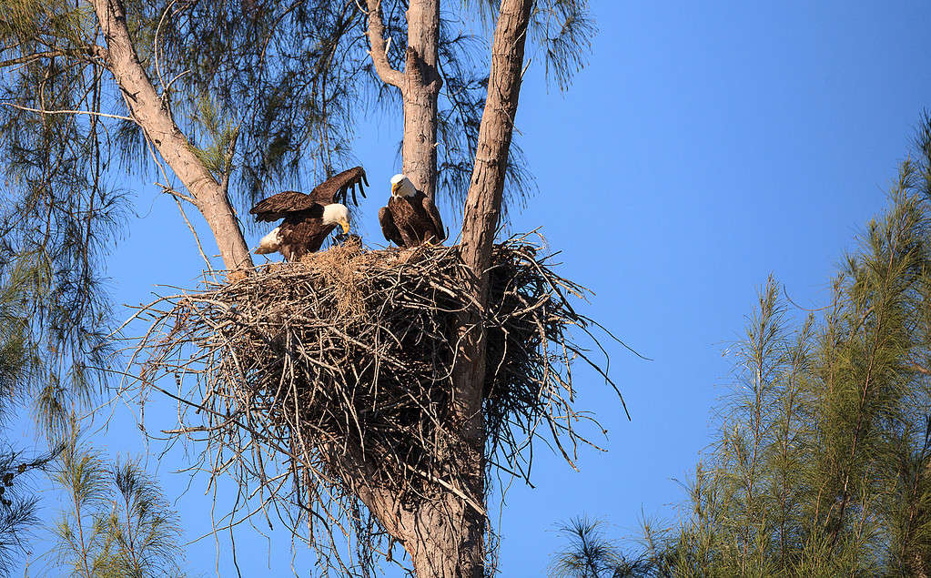 Bald eagle nest with two adults and chicks.