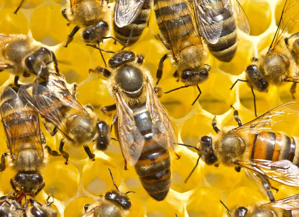 Queen bee laying eggs in honeycomb