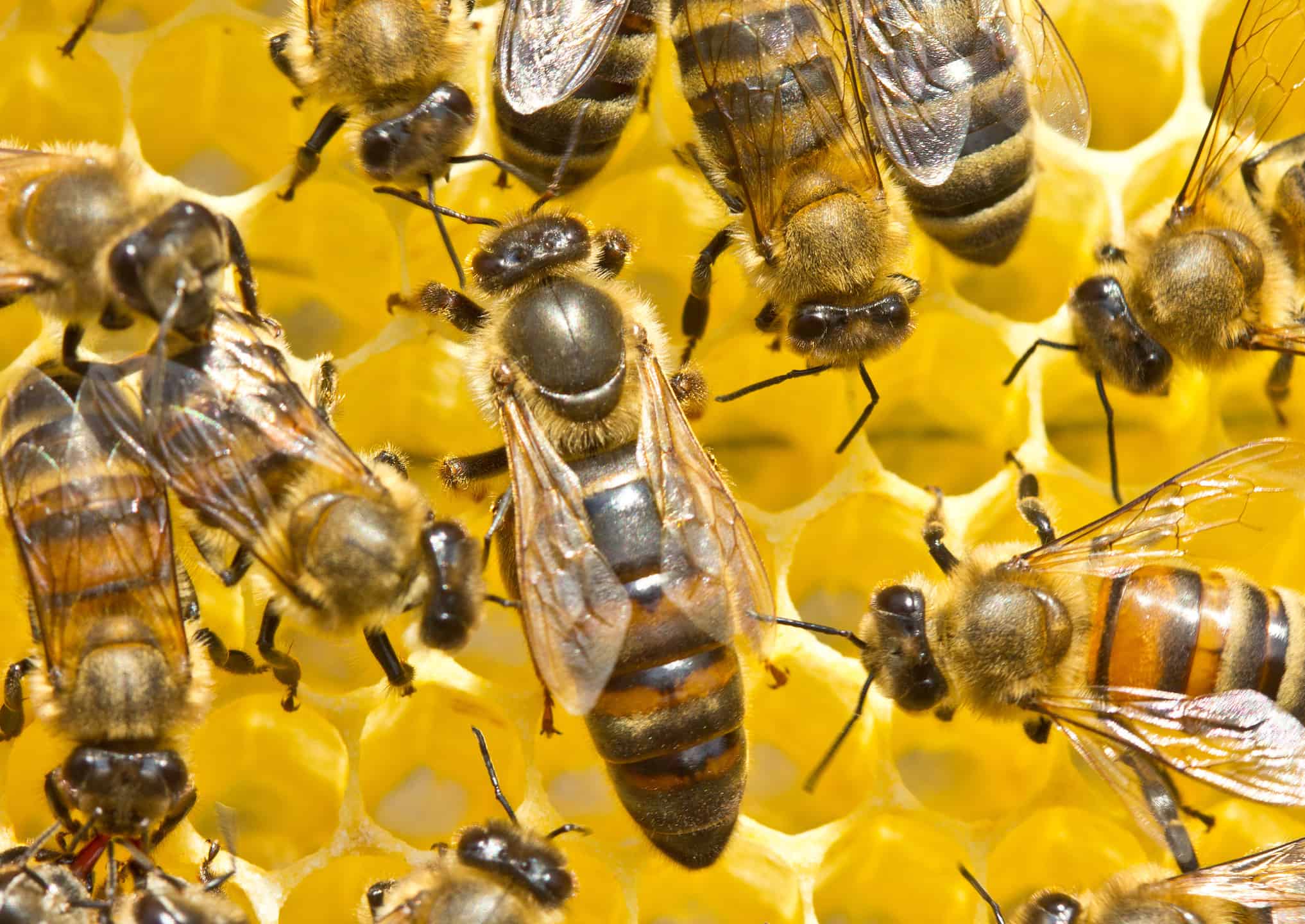 Queen bee laying eggs in honeycomb