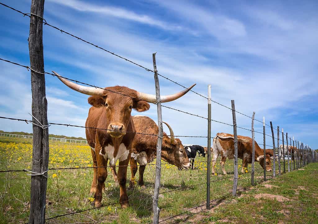 Texas longhorn cattle grazing behind a fence on a yellow flower pasture in the spring. Blue sky background.
