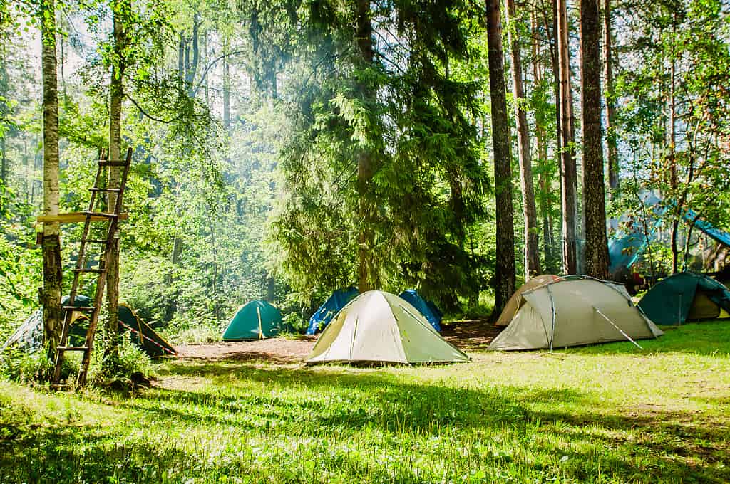 Several camping tents set up in a forest of trees