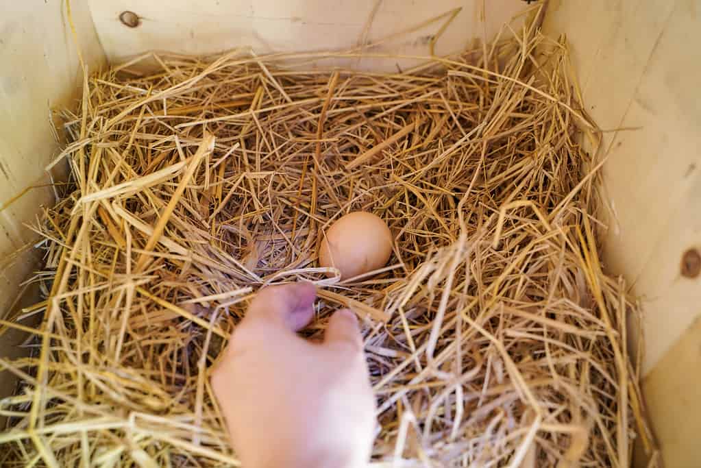 Collecting an egg from nesting box
