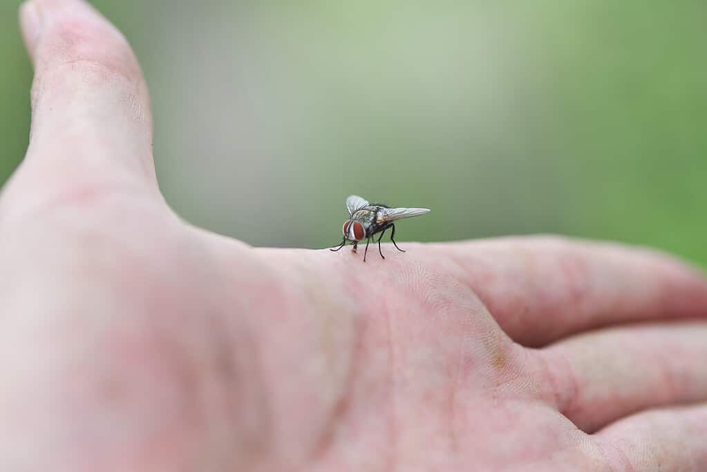 Housefly on hand