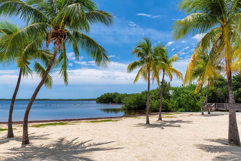 Sunny beach with palms and Caribbean sea in Coral Reef Park, Key Largo, Florida.