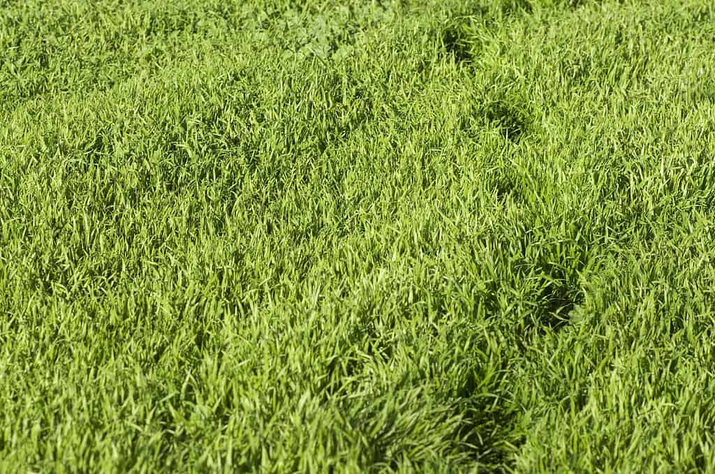 Green Grass Footprints