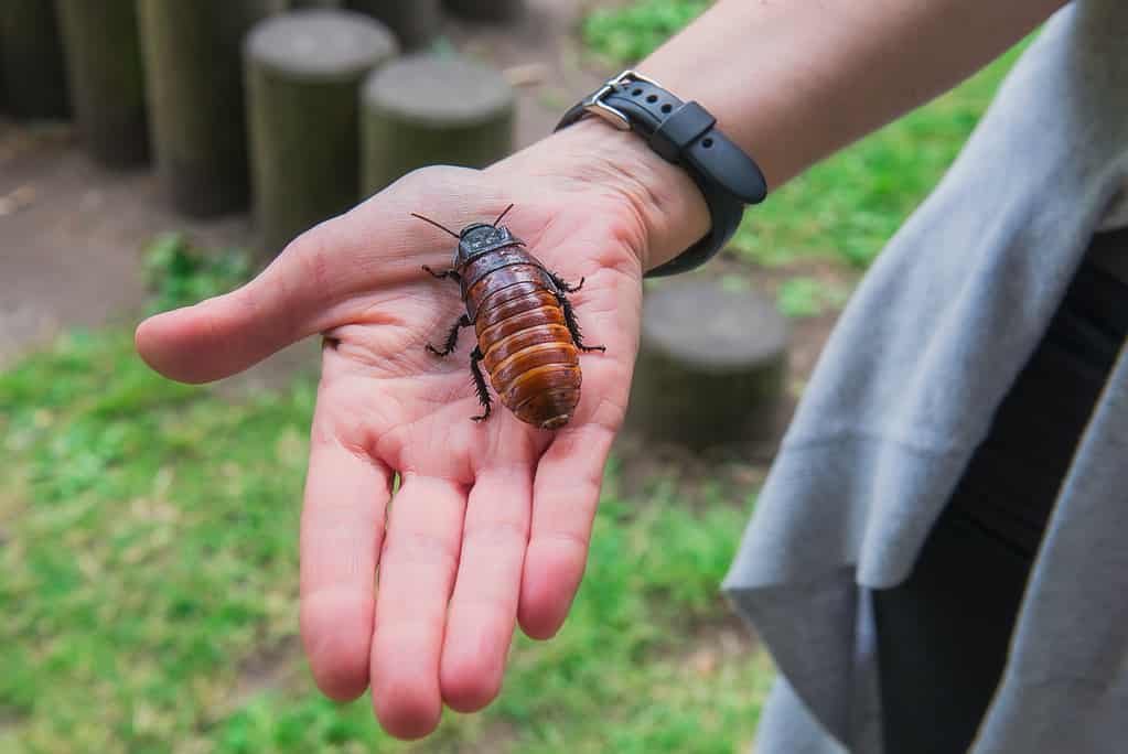 Madagascar hissing cockroach