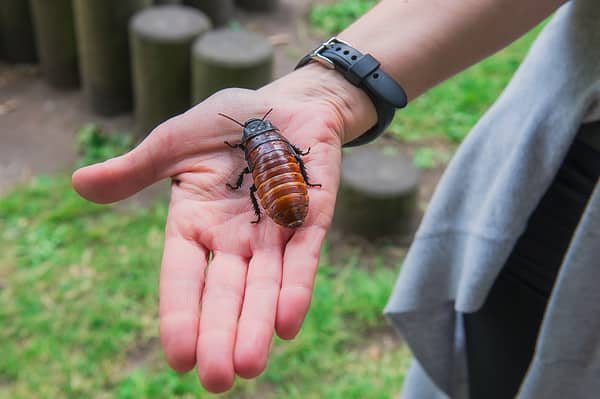 5 Largest Cockroaches in the World - AZ Animals