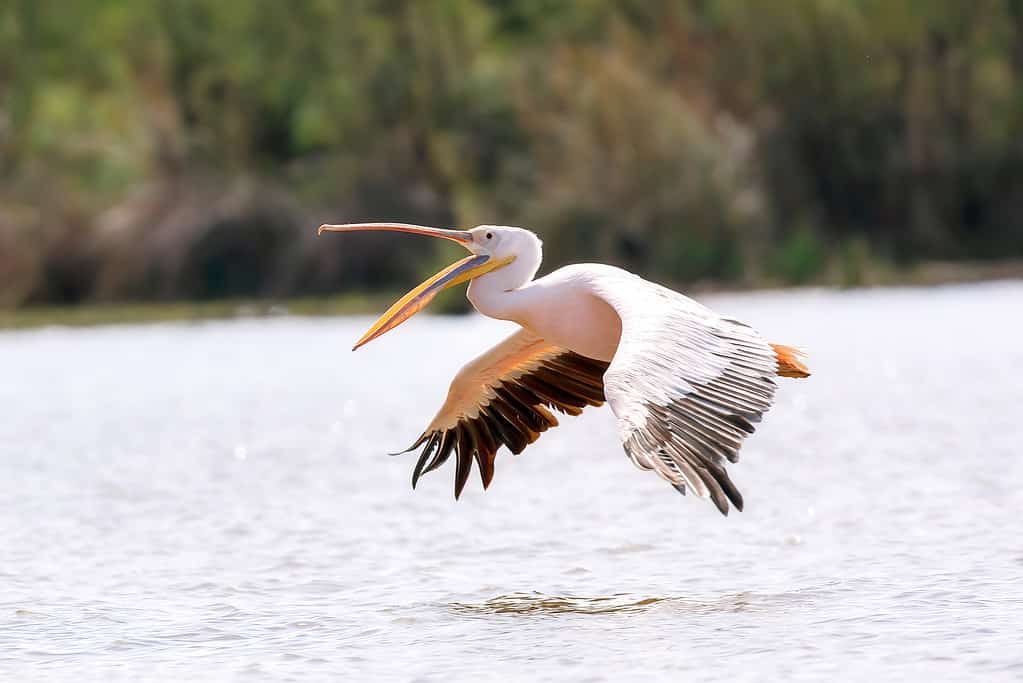 Great white pelican, Pelecanus onocrotalus