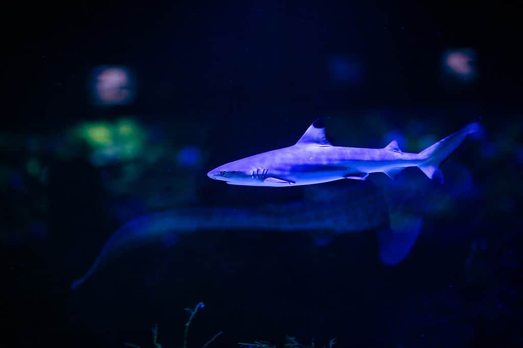 Shark in the deep blue water