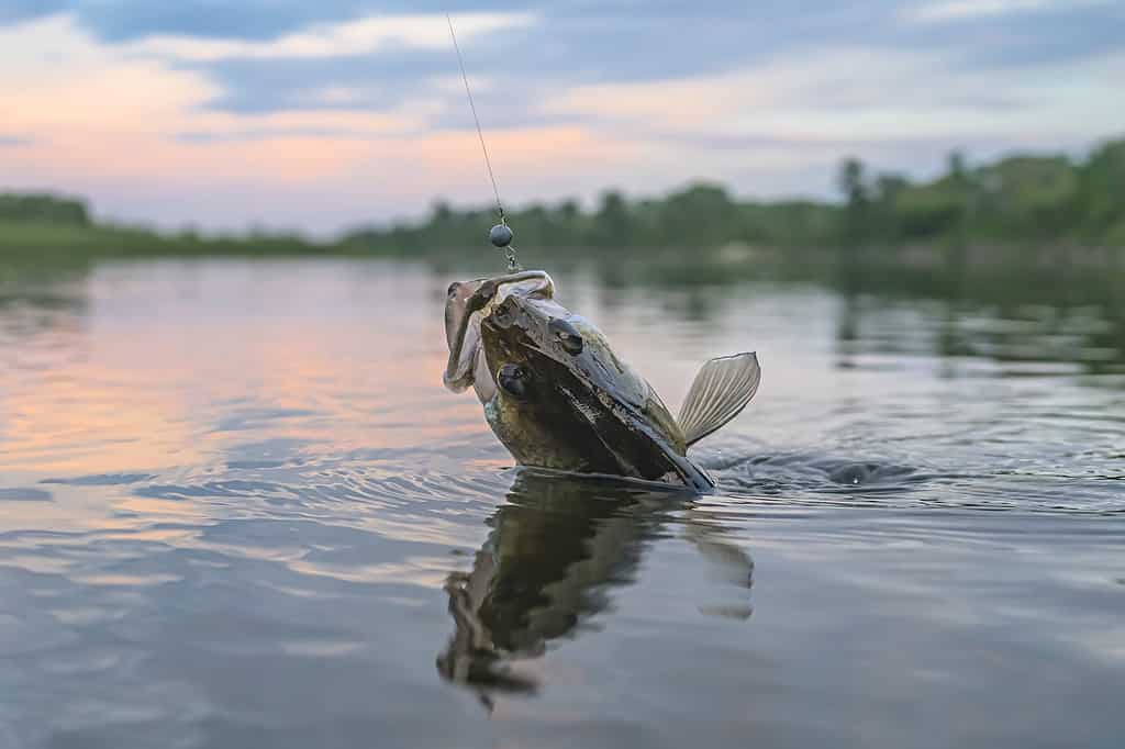 Walleye are among the most popular gamefish in North America.