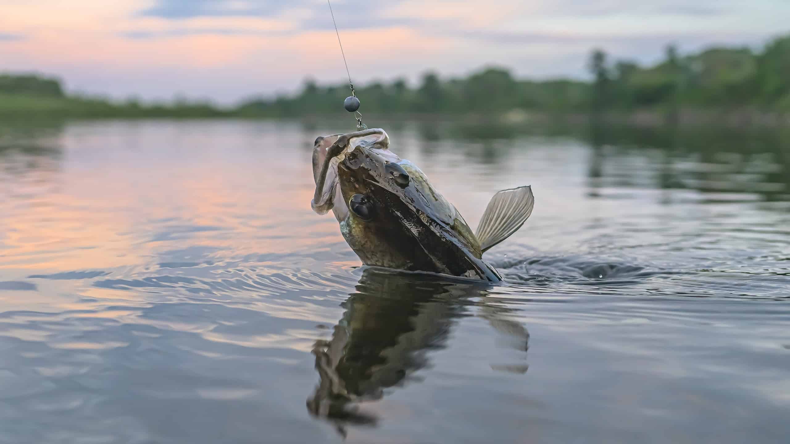 Walleye are among the most popular gamefish in North America.