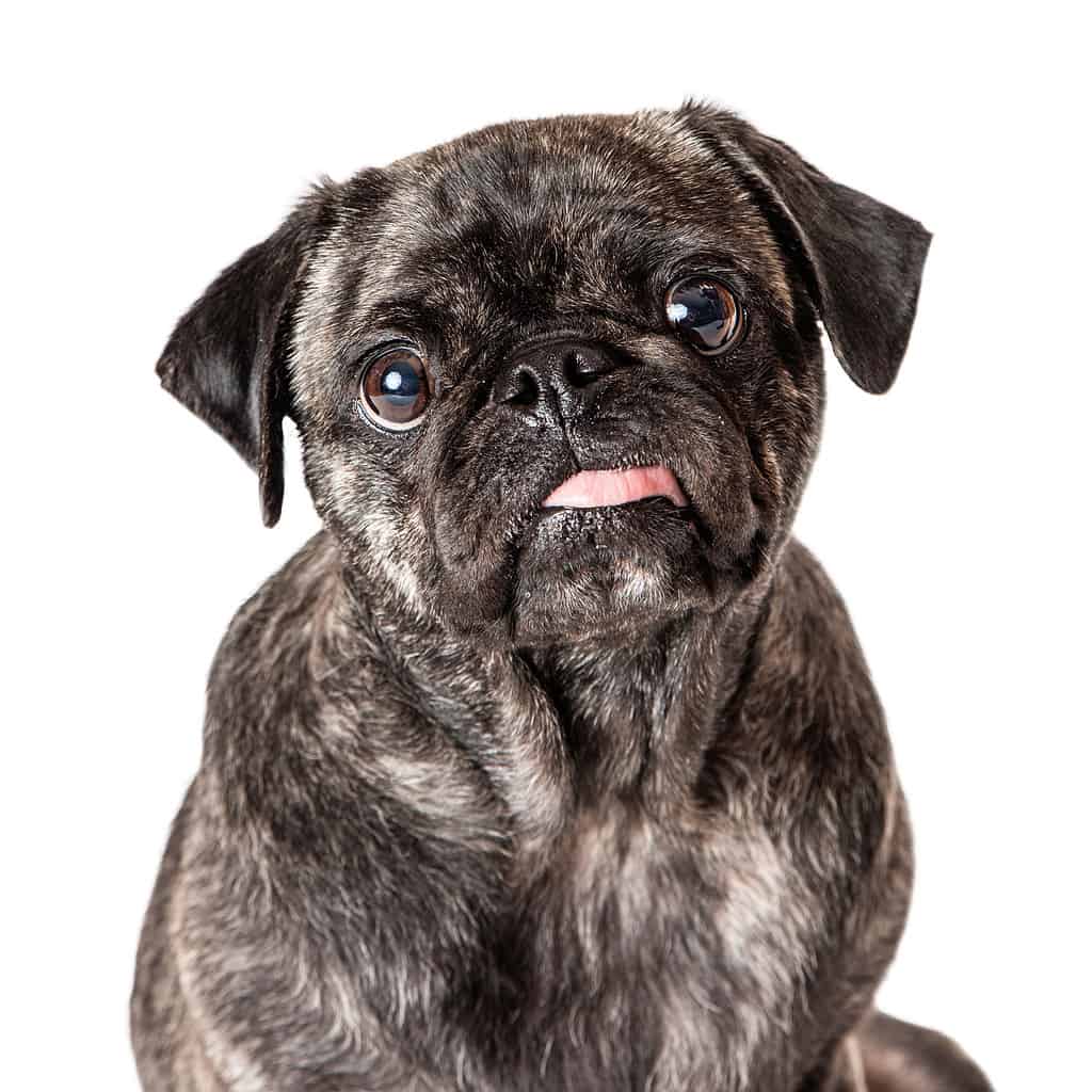 Adorable brindle coat pug sticks his tongue out