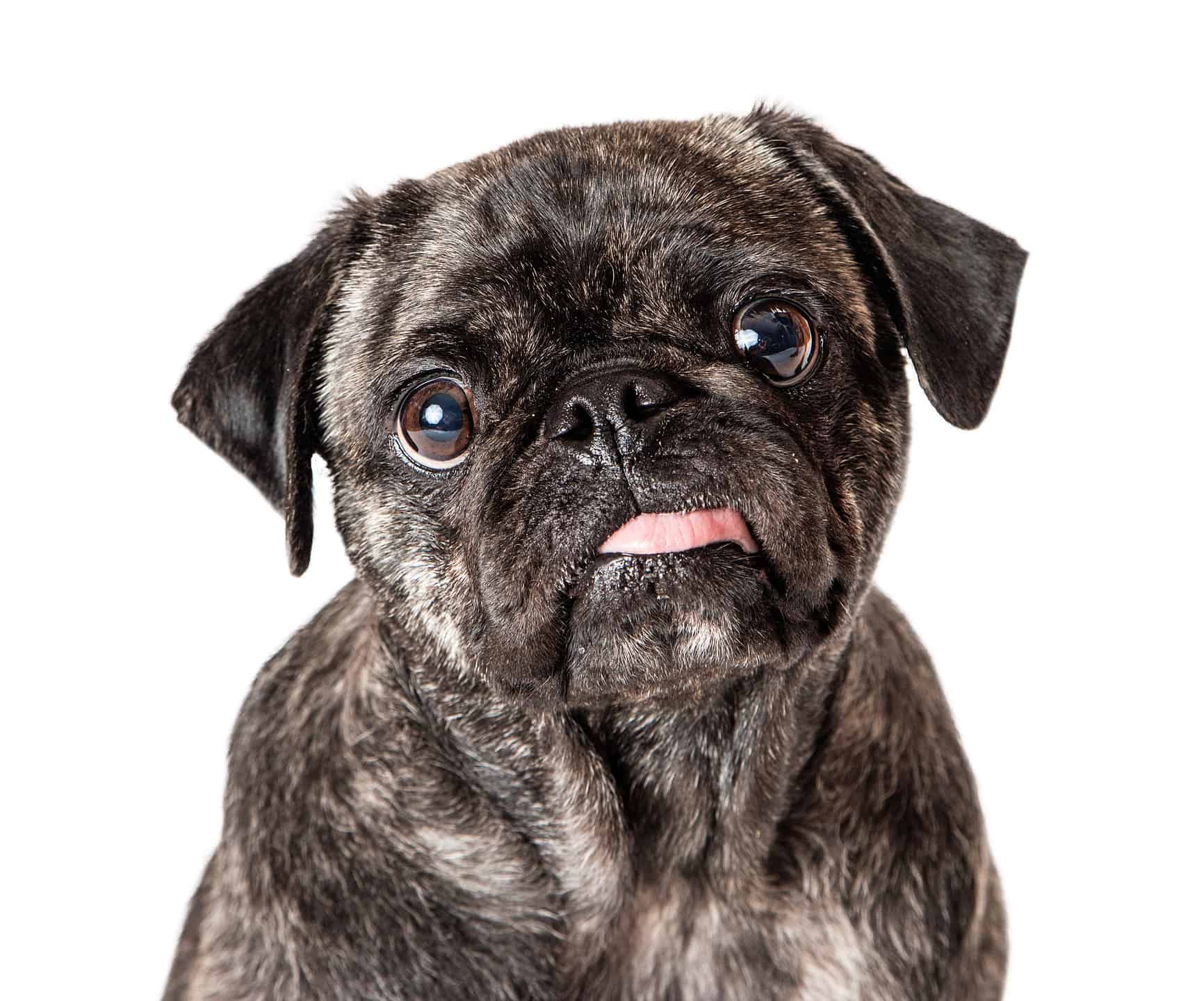 Adorable brindle coat pug sticks his tongue out