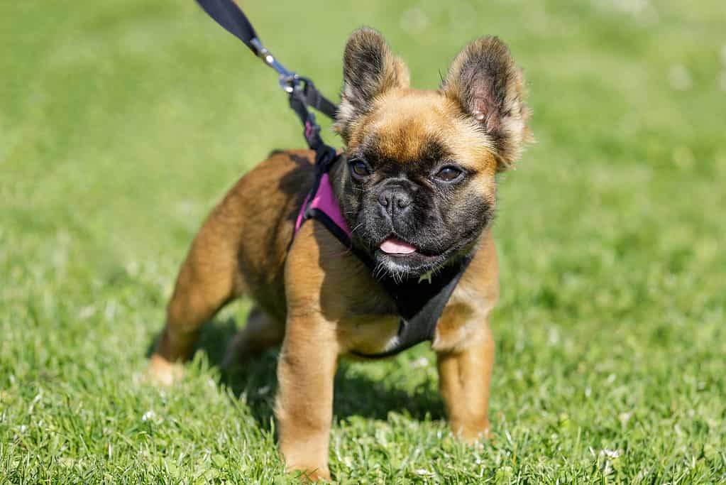 Long-haired French Bulldog Puppy